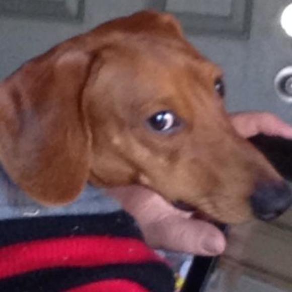 Meet your Posher, Ginger - Picture 1 of 1