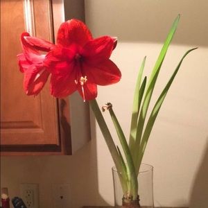 Meet your Posher, Neisha