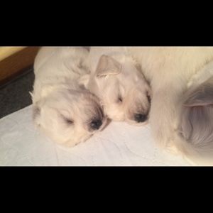 Meet your Posher, Anne