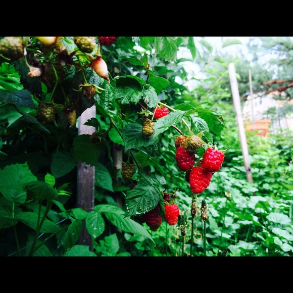 Meet your Posher, Paulina - Picture 1 of 1