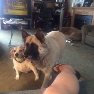 Meet your Posher, Corky