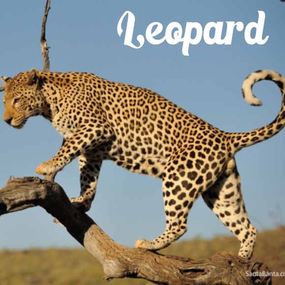 😻😸😹😼😽 - Picture 2 of 4