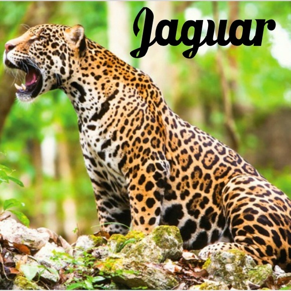 😻😸😹😼😽 - Picture 3 of 4