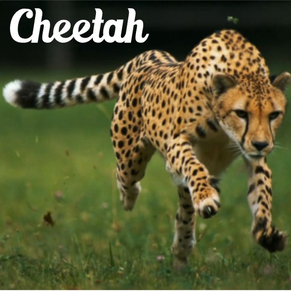 😻😸😹😼😽 - Picture 4 of 4