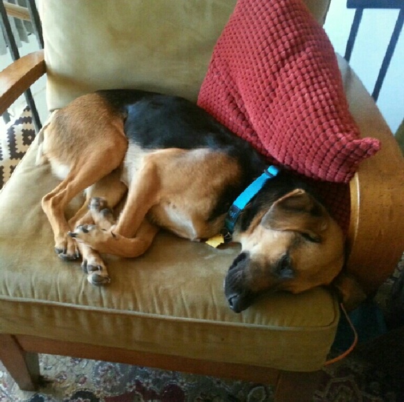 Freddie baby and Charlie girl - Picture 2 of 2