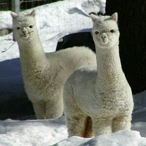 Meet your Posher, Dylan