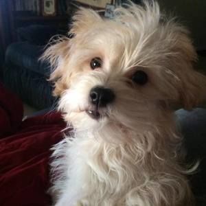 Meet your Posher, Janet