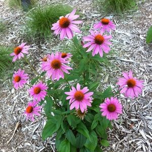 Meet your Posher, Yan