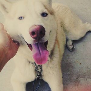 Meet your Posher, Elizabeth