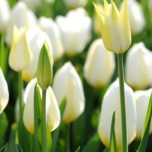 Meet your Posher, Meher