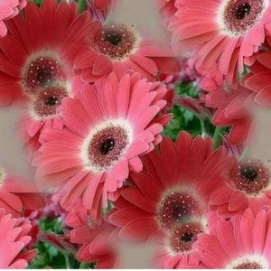 Meet your Posher, Rasha