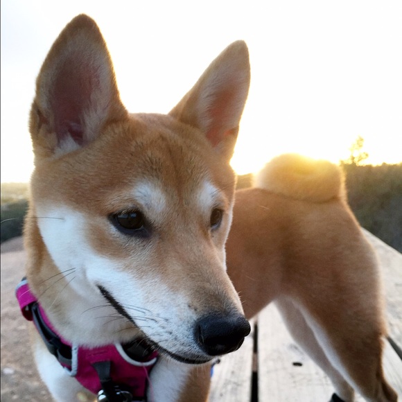 Meet your Posher, Maddy - Picture 1 of 1