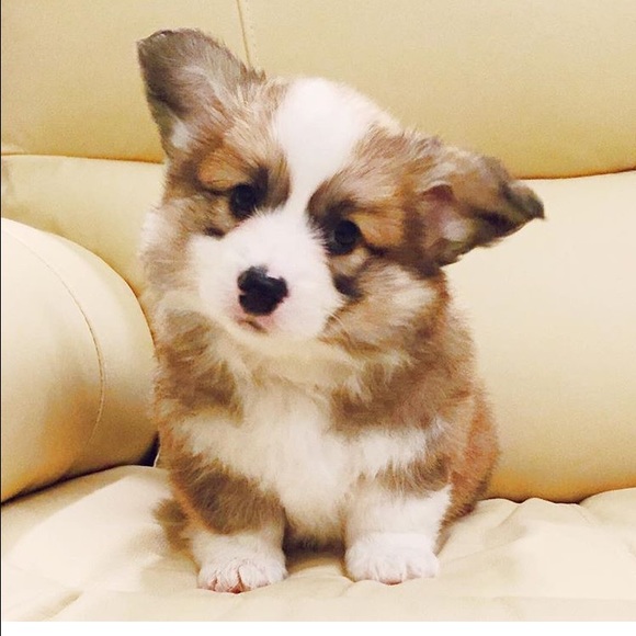 Meet your Posher, Sang