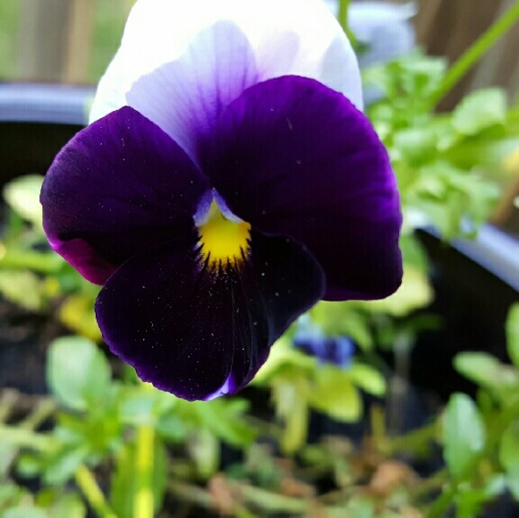 Meet your Posher, Lori - Picture 2 of 2