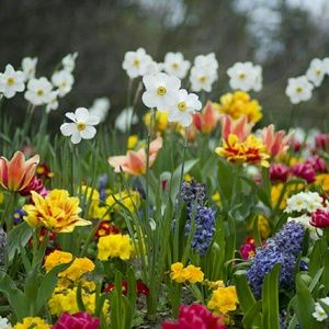 Meet your Posher, Bonnie