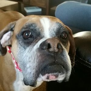 Meet your Posher, Paula