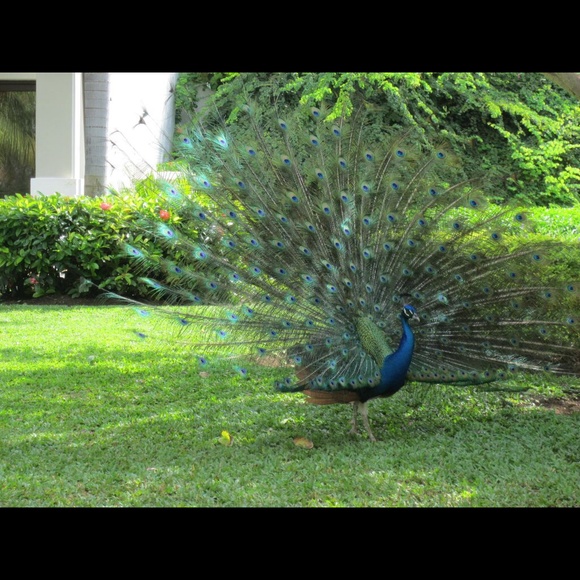 Meet your Posher, Theresa - Picture 1 of 1