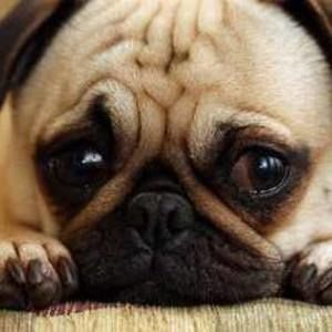 Meet your Posher, Dakota