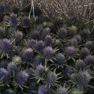 Meet your Posher, Jan