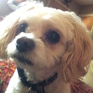 Meet your Posher, Karli