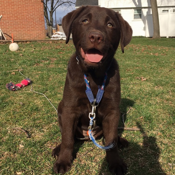 Meet your Posher, Sydney