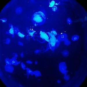 Meet your Posher, Martha