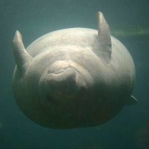 Meet your Posher, Jing