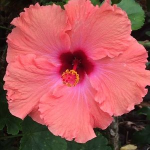 Meet your Posher, Kandi