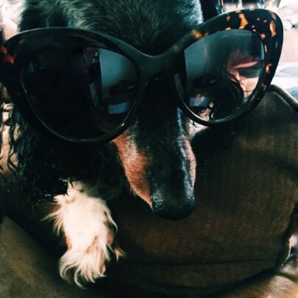 Meet your Posher, Jolie - Picture 2 of 2