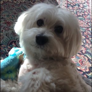 Meet your Posher, Sophie