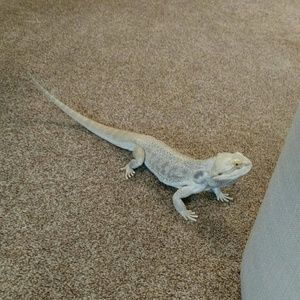 Meet your Posher, Geri