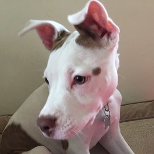 Meet your Posher, Shelley