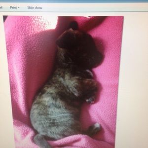 Meet your Posher, Penny