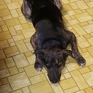 Meet your Posher, Dawn