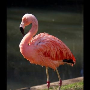 Meet your Posher, Diane