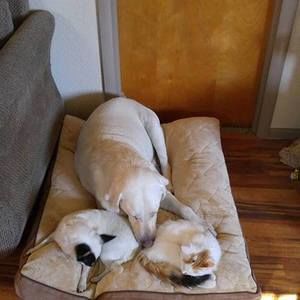 Meet your Posher, Dawn