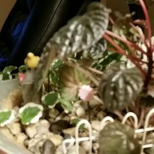 Meet your Posher, Sonia