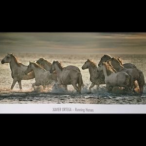 "Running Horses" Lithographic Print Photography