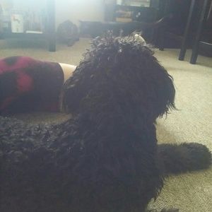 Meet your Posher, Chelsea