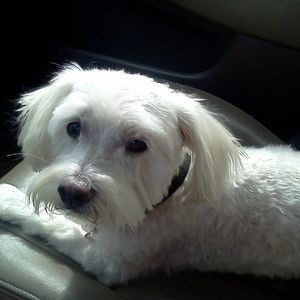 Meet your Posher, Betty