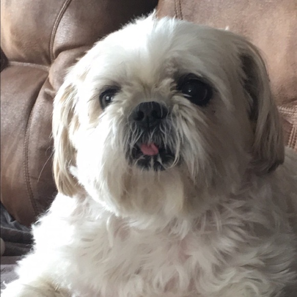 Meet your Posher, Rylee - Picture 1 of 1