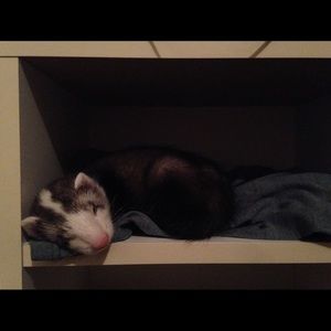 Meet your Posher, Deanna