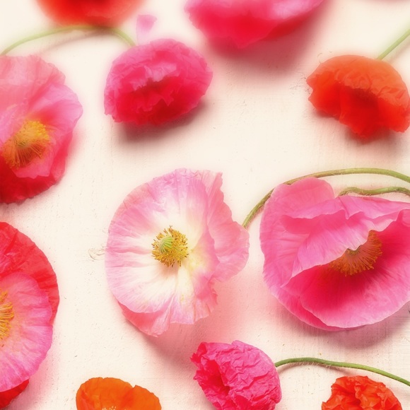 Meet your Posher, Monika