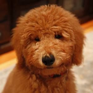 Meet your Posher, Ann