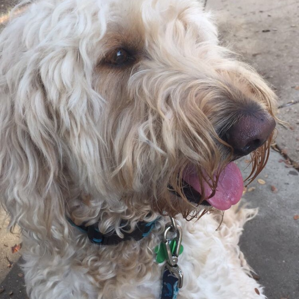 Meet your Posher, Molly