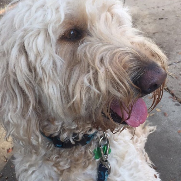 Meet your Posher, Molly - Picture 1 of 1