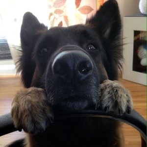 Meet your Posher, Sam