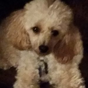 Meet your Posher, Diane