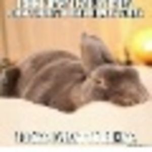 Meet your Posher, Paloma