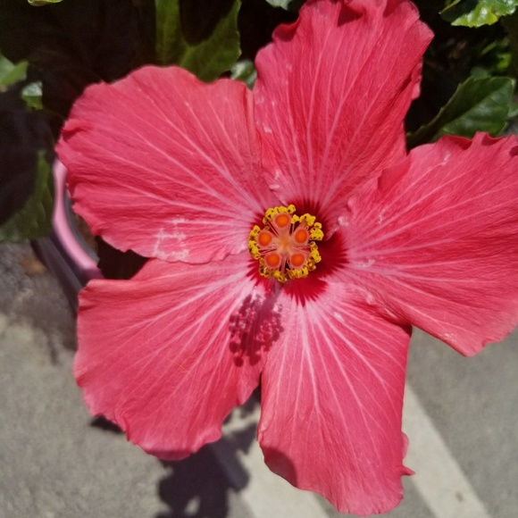 Meet your Posher, Alana - Picture 2 of 2